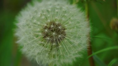 Bir karahindiba tohumu kafasının güzel bir yakın çekimi doğanın karmaşık ve hassas tasarımını gözler önüne seriyor.