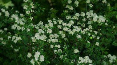 Sersemletici beyaz çiçekli bitkiler narin çiçekler sergiliyorlar canlı ve yemyeşil bir ortamda
