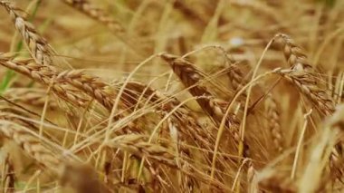 Güzel ve huzurlu altın buğday tarlaları ılık meltemde sallanıyor, saf güzellikleri sergiliyor.