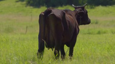 İsviçre inekleri yaz mevsiminde dağlarda otlarlar. Tasmasında beyaz lekeler olan siyah bir inek kırsalda yeşil çimlerin üzerinde duruyor. Güzel boynuzlu hayvan çayırda otluyor. 4K 25FPS 'deki kırsal bölge.