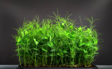Green pea shoots as nutritious microgreens growing in a tray, vibrant green young plants on dark background