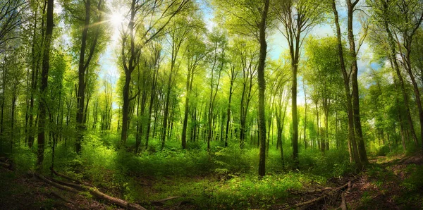 Beautiful Beech Forest Uplifting Sunshine Panoramic Landscape Vibrant Green Blue — Fotografia de Stock