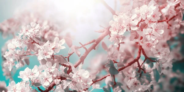 White Pink Apple Blossoms Branch Beautiful Sunlight Teal Sky Stylized — Stock Photo, Image