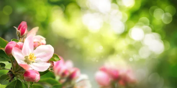前景にピンク色の花が咲く美しい春の風景と鮮やかな緑の葉と太陽の光を背景にしたボケ — ストック写真