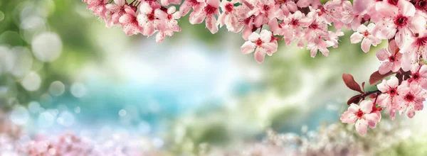 緑と青の色調で美しいボケの自然をフレーミングピンクの桜の花の春の背景 ワイドフォーマット — ストック写真