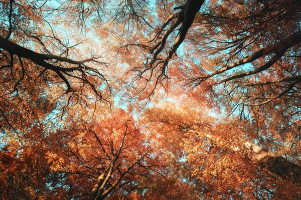 Tree canopy with beautiful orange autumn tones and teal sky