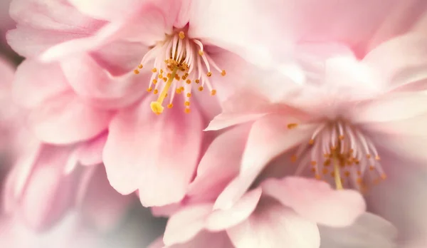 Dreamy Wiśnia Kwiaty Zbliżenie Makro Strzał Bladoróżowe Wiosenne Kwiaty — Zdjęcie stockowe