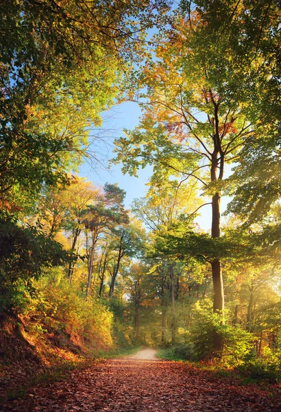 美しい秋の光の森の道 背の高いカラフルなブナの木 — ストック写真