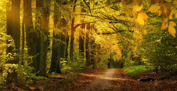 Bonito Beco Natural Outono Com Galhos Árvores Amarelas Pendurados Sobre Imagens De Bancos De Imagens