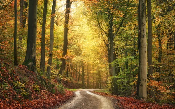 Paisagem Outono Tranquilo Uma Floresta Faia Colorida Com Feixe Luz Imagens De Bancos De Imagens Sem Royalties