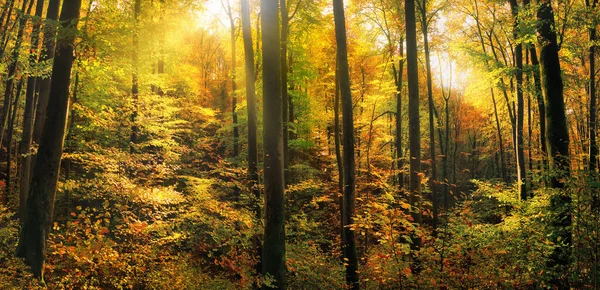 Nature Panorama Rays Sunlight Illuminating Yellow Autumn Foliage Deciduous Trees — Stock Photo, Image