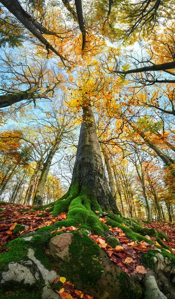 Σούπερ Ευρυγώνιο Πλάνο Ενός Ψηλού Δέντρου Ένα Πολύχρωμο Φθινοπωρινό Δάσος Φωτογραφία Αρχείου