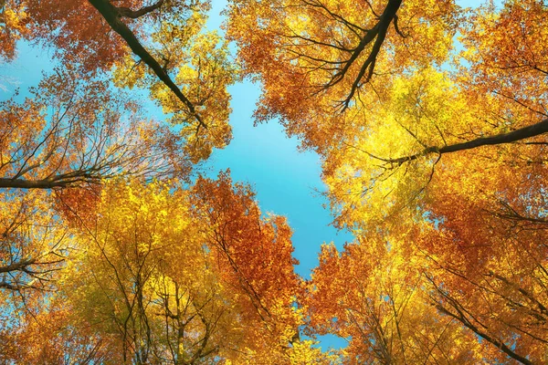 Wurmperspektive Einem Bunten Wald Das Lebendige Baumkronendach Mit Herbstlichen Laubfarben Stockfoto