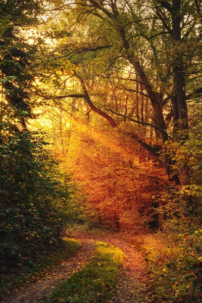 Caminho Florestal Com Iluminação Dourada Dramática Convidativa Para Explorar Caminhar — Fotografia de Stock