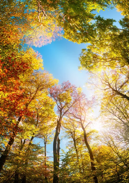 Πολύχρωμα Δέντρα Πλαισιώνουν Τον Γαλάζιο Ουρανό Ένα Πλατύ Φθινοπωρινό Τοπίο — Φωτογραφία Αρχείου