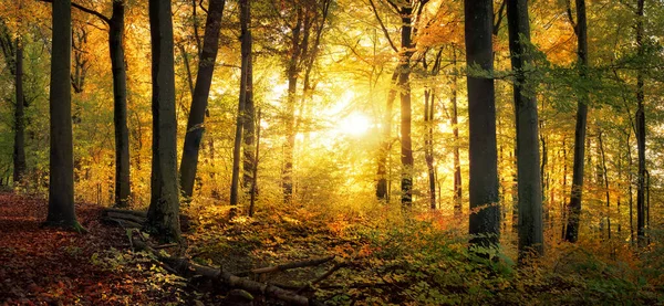Paisagem Queda Tranquila Floresta Com Sol Brilhando Através Das Folhas — Fotografia de Stock