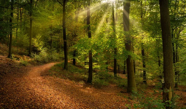 Herrliche Waldkulisse Mit Sonnenstrahlen Die Durch Sattes Grünes Laub Fallen Stockfoto
