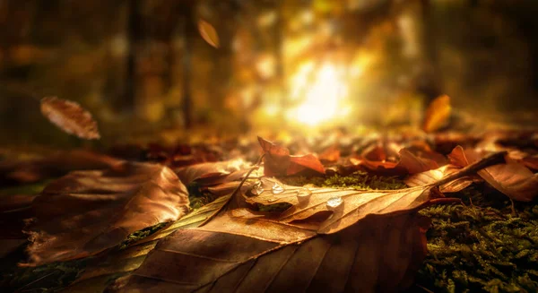 Őszi Levelek Vízcseppekkel Erdő Talaján Közelkép Lövés Ragyogó Lenyugvó Nap Jogdíjmentes Stock Képek