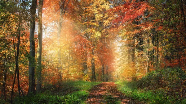 Caminho Panorâmico Com Luz Solar Encantadora Adornando Floresta Colorida Com — Fotografia de Stock