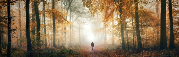 Magányos Séta Egy Álomszép Erdő Mélyén Őszi Ködben Extra Széles Stock Kép
