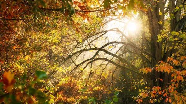 Лучи Красивого Солнечного Света Туманном Воздухе Вокруг Голых Ветвей Обрамлены — стоковое фото