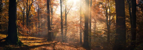 Trevlig Höst Solsken Skogen Lugn Panorama Utsikt Med Solen Gjutning — Stockfoto