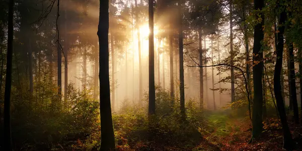 Varázslatos Hangulatos Panoráma Napsugarakkal Világítja Meg Ködöt Erdőben Egy Mozis Stock Kép