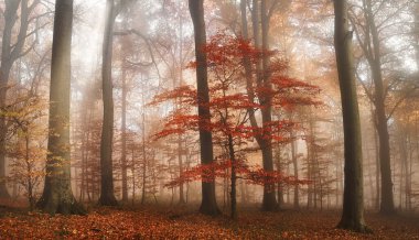 Kırmızı ağaç sisli bir sonbahar ormanında, yumuşak boyalı bir ışıkla rüya gibi bir sahnede duruyor.