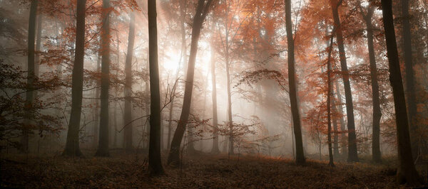Glowing sunlight beautifully illuminating the moody fog in a scenic forest in autumn, with red foliage and dreamy mood