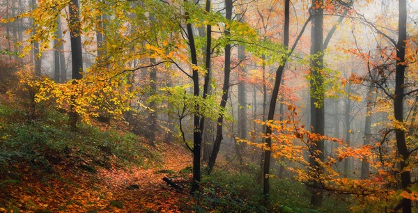 Красочные Ветви Мягком Свете Осени Великолепном Влажном Лесу Мечтательным Туманом — стоковое фото
