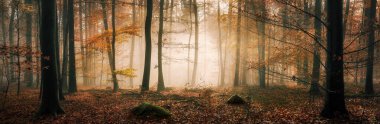 Fairytale mood in a forest in autumn, with the mystical sunlight illuminating the fog behind the tree trunks, wide panorama clipart