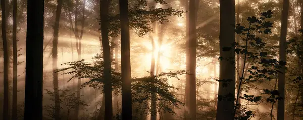 Ragyogó Napsugarak Gyönyörű Sziluettek Ködben Csodálatos Háttérvilágítású Panorámás Erdős Tájat Stock Kép