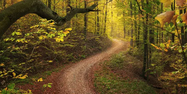 Trilha Bendy Tranquila Floresta Outono Com Linhas Que Levam Direção Fotos De Bancos De Imagens Sem Royalties