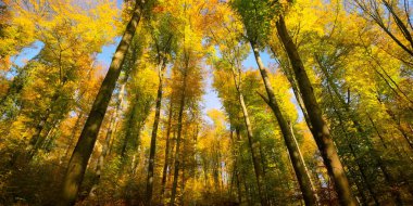 Renkli yaprakları ve mavi gökyüzü olan sonbahar güneşli ağaç tepeleri. Güneşli bir günde ormanın derinliğinin geniş açılı bir görüntüsü.