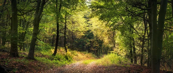 Lenyűgöző Természeti Táj Egy Erdőben Kora Ősszel Ágak Lágy Álmodozó Jogdíjmentes Stock Képek