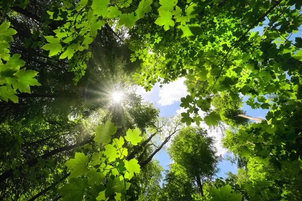 緑色の葉が空に太陽を迎えています 木々がスカイウォードを育てる木造のキャノピーの豪華な自然ショット ロイヤリティフリーのストック画像