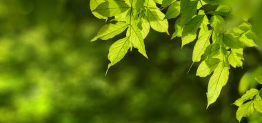 İlkbaharda zarif yeşil yapraklar, aşağı sarkıyor ve fotokopi alanı olarak kullanılabilecek güzel bokeh arkaplanı çerçeveliyor.