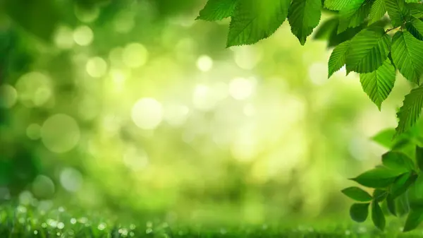 Green Leaves Framing Stylish Natural Bokeh Background Ideal Copy Space Stock Picture