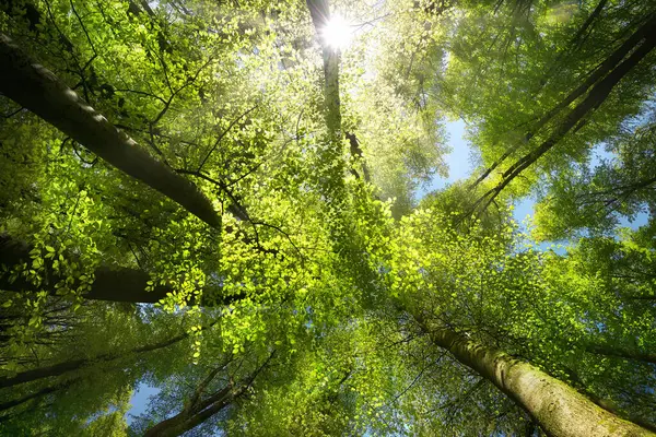 Rays Sunlight Make Green Canopy Beech Forest Look Dramatic Natural Stock Photo
