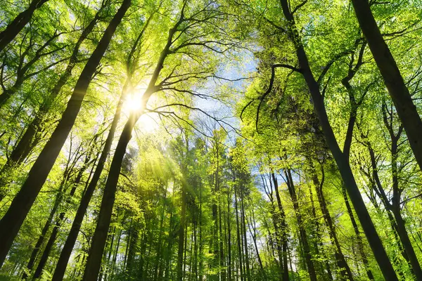 Festői Erdők Lombozat Élénk Zöld Levelek Világít Gyönyörű Napsugarak Magas Stock Kép