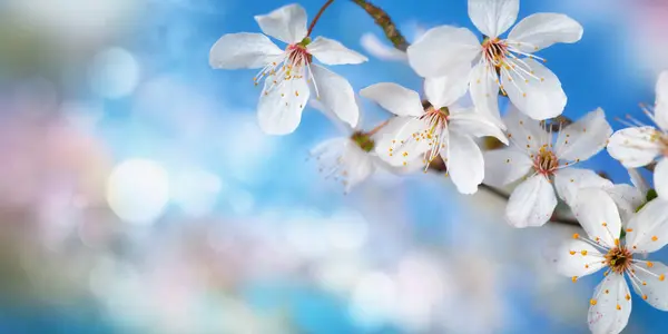 美丽精致的白色樱花 背景蓝色 复制空间 全景格式 图库图片