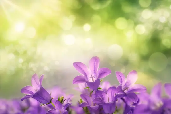 Beautiful Purple Campanula Blossoms Growing Sunlight Green Dreamy Bokeh Background Royalty Free Stock Images