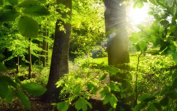 Krajobraz Leśny Słońcem Świecącym Bujną Zielenią Drzew Zielonymi Liśćmi Oprawiającymi Zdjęcie Stockowe