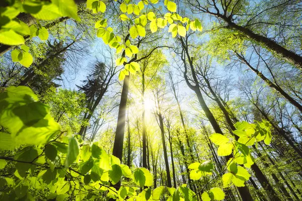 空の太陽に向かって成長する新鮮な緑の葉 春のビーチウッドランドキャノピーのトランキル自然ショット ロイヤリティフリーのストック画像