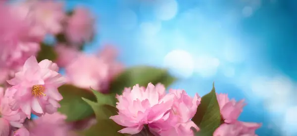 ブルーボケのバックグラウンドとコピースペースで美しいピンクの桜 パノラマのフォーマットで緑豊かな花のショット ストック画像