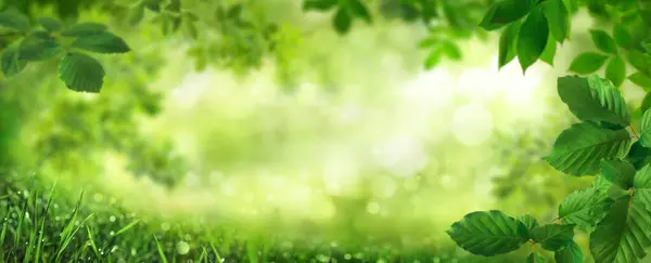 Зеленые Листья Обрамляют Красивый Естественный Фон Боке Панорамном Формате Идеально Лицензионные Стоковые Изображения