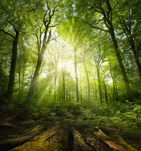 洁白的山毛蒜皮的森林风景 明亮的阳光透过绿叶闪耀 以木材为主导线 图库图片