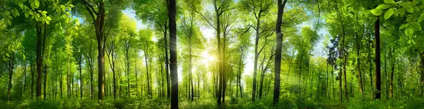 美丽的风景秀丽的森林 绿油油的山毛榉树 阳光透过树叶射出光芒 全景尽收眼底 图库图片