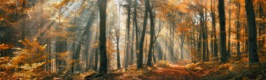 Sonbaharda bir ormanda güzel bir sonbahar havası. Sis ve güneş ışığı, ağaç gövdelerinin arkasındaki sisi aydınlatan güneş ışınları, geniş panorama.