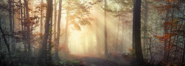 Panoramic nature scenery with beautiful sunny mood in a foggy forest in autumn, with the rays of sunlight illuminating the mist behind the tree trunks along a path clipart